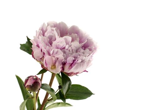 pink peony with flower bud isolated on white background