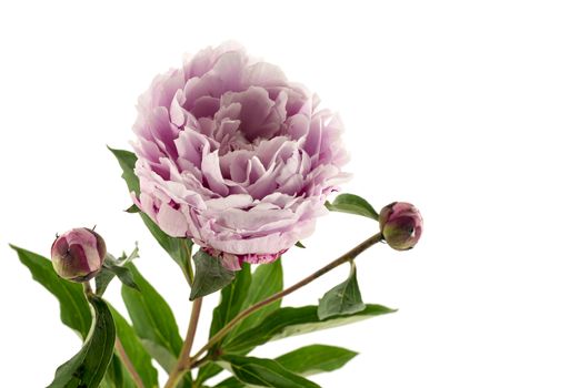pink peony with flower bud isolated on white background