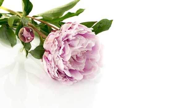 pink peony with flower bud isolated on white background