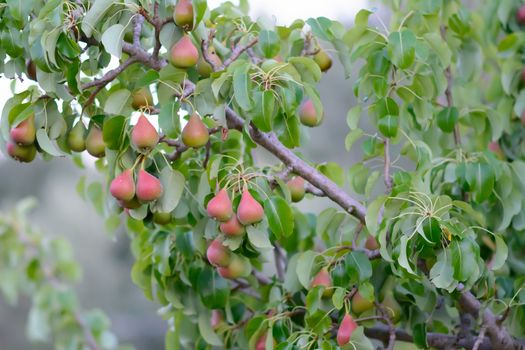 Pear tree in the Italian countryside ready to harvest