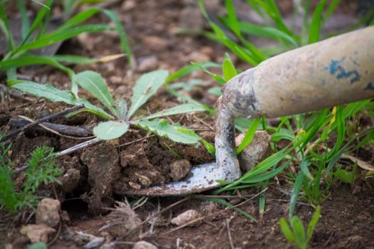 Agricultural tool for the collection of seedlings of vegetables