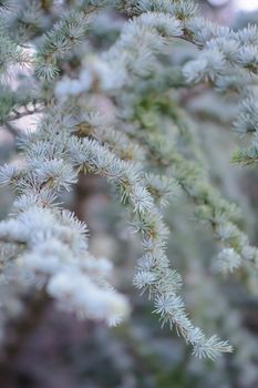 pine branches Atlantic healthy, very beautiful tree