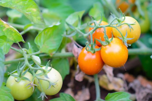 Tomato plant in southern Italy during maturation