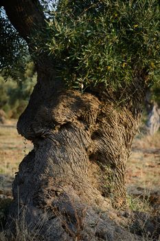 Tree trunk ancient olive tree in the land of apulia