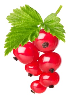 Red currant with leaves isolated on a white background