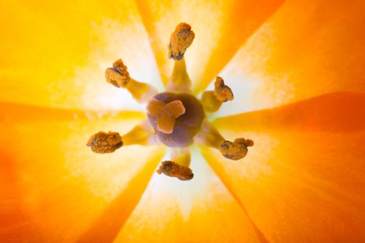 Close-up of a Sun Star (lat. Ornithogalum Dubium) with pistil and petals