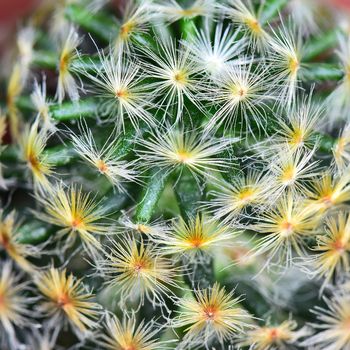 Nature background texture, green abstract cactus succulent plant, selective focus