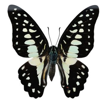 Green and black butterfly, Common Jay butterfly (Graphium doson), upper wing profile, isolated on white background