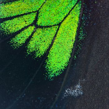 Nature texture, derived from green and black butterfly wing background