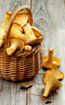 Perfect Raw Chanterelles in Wicker Basket Cross Section on Rustic Wooden background