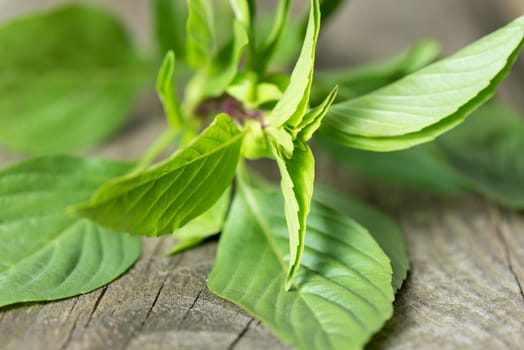 Fresh organic basil leaves on a wooden table