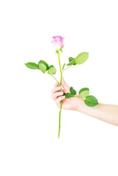 Female hand holding a single red rose isolated over the white background