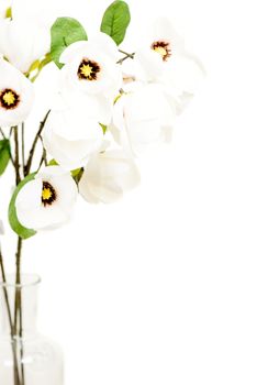 White flowers isolated on white background with copy space