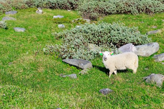 Sheep at Norway mountains