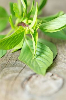 Basil leafs on wooden table