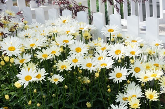 Daisies by white picket fence