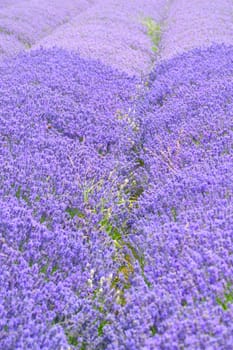 Rows of lavender in field
