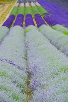 Long rows of Lavender in field
