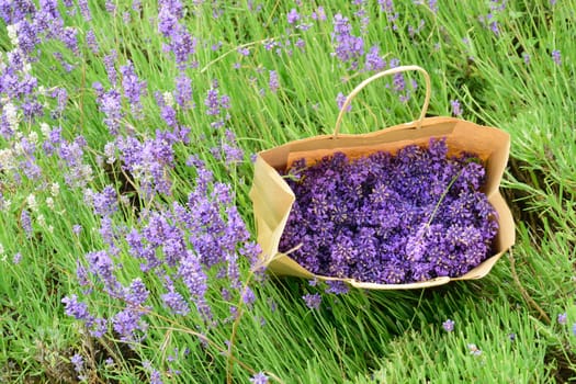 Hand picked lavender in bag