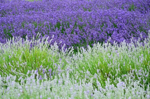 White and Purple Lavender