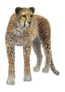3D digital render of a big cat cheetah isolated on white background