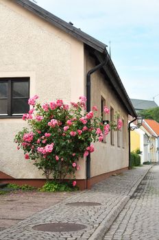 Pink roses growing by a house in a small town.