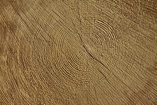 The slice of wood timber,natural wood background