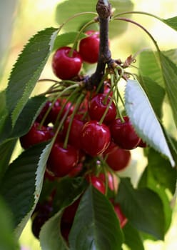 ripe cherries and green leaves on a branch and green leaves