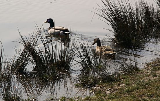 Pair of ducks on the pond with grass
