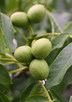 Immature Green walnuts on the tree with leaves