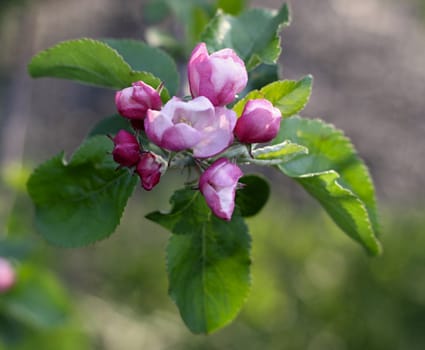 blooming apple tree and green leaves on the background