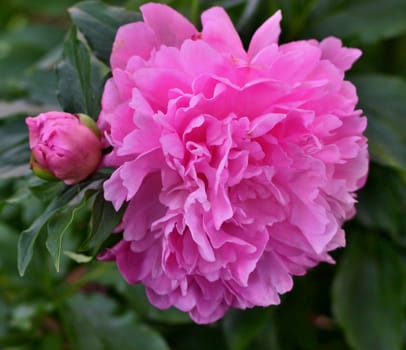 Georgeous peony in a full bloom and green background