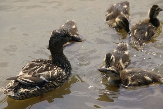 Big Family of wild ducks on the pond