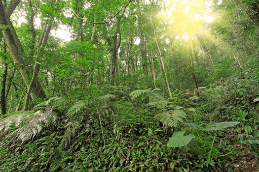 tree forest during spring 