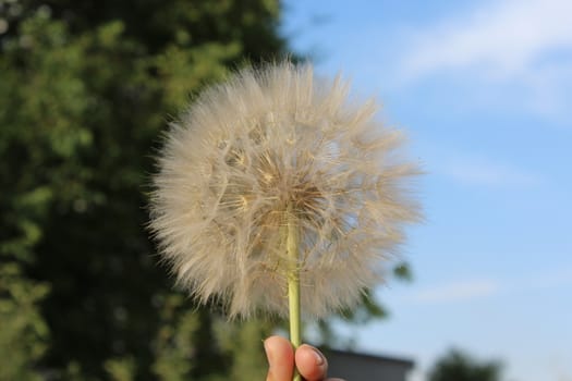 Big fluffy dandelion.