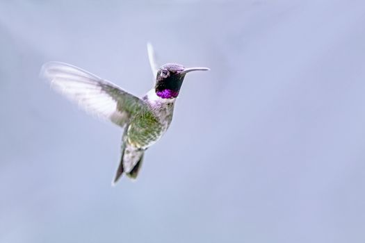 Black-chinned hummingbird male