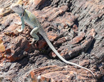 Lizard on fossils at Petrified Forest in Arizona