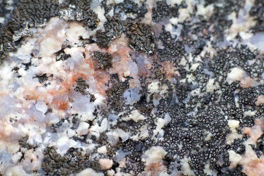 On surface of marble, quartzite crystals growing lichen. Macro