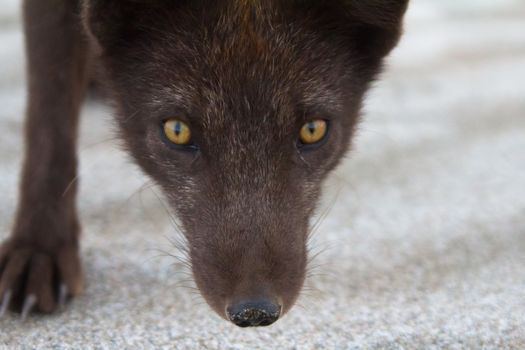 Filmed near the muzzle of a Fox with a sly eyes