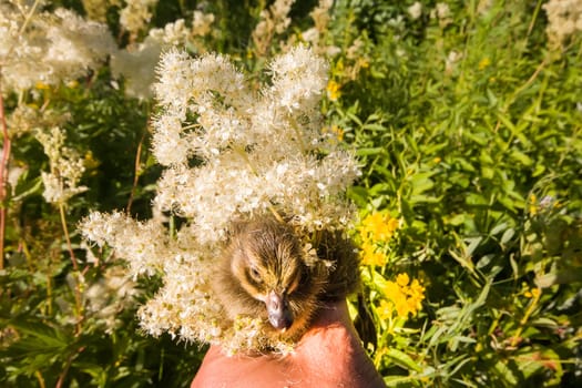 summer holiday young duckling on hand among flowers