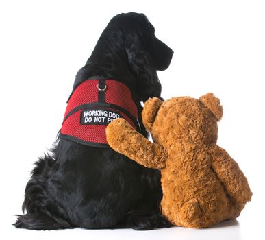 therapy dog sitting beside a teddy bear on white background