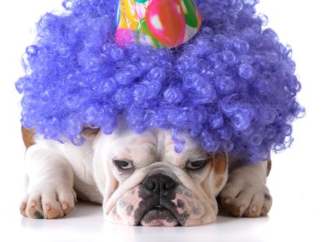 birthday dog - bulldog humanized as female with wig and hat on white background