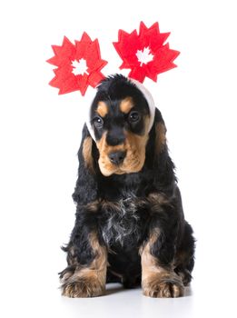 cute puppy - english cocker spaniel wearing headband with canadian flags on white background