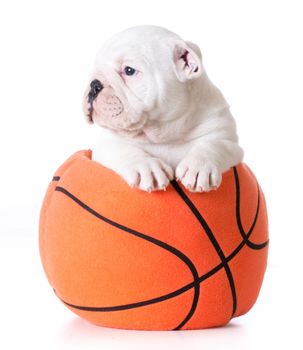 sports hound - bulldog puppy inside a stuffed basketball - 7 weeks old