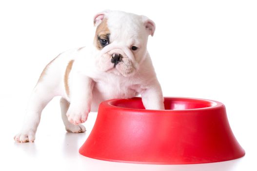hungry puppy - bulldog standing inside a dog food dish on white background