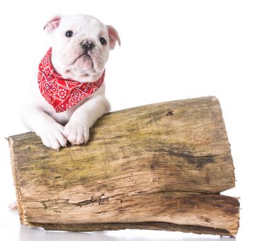 cute puppy - bulldog puppy with paws resting on a wooden log on white background - 7 weeks old