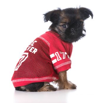 sports hound - brussels griffon wearing sports jersey isolated on white background