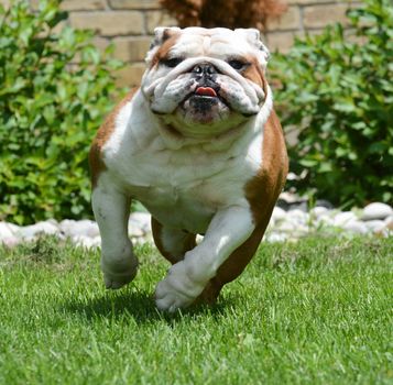 adult male bulldog running outside in the grass - 6 years old