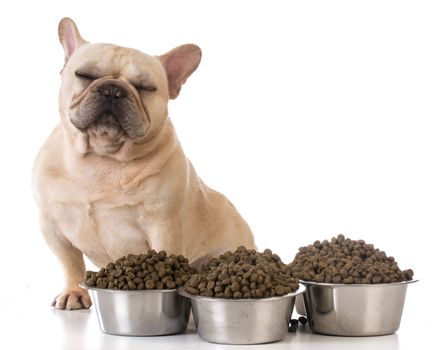 picky eater - french bulldog refusing to eat on white background