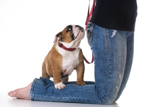 woman's legs with puppy at her feet - bulldog